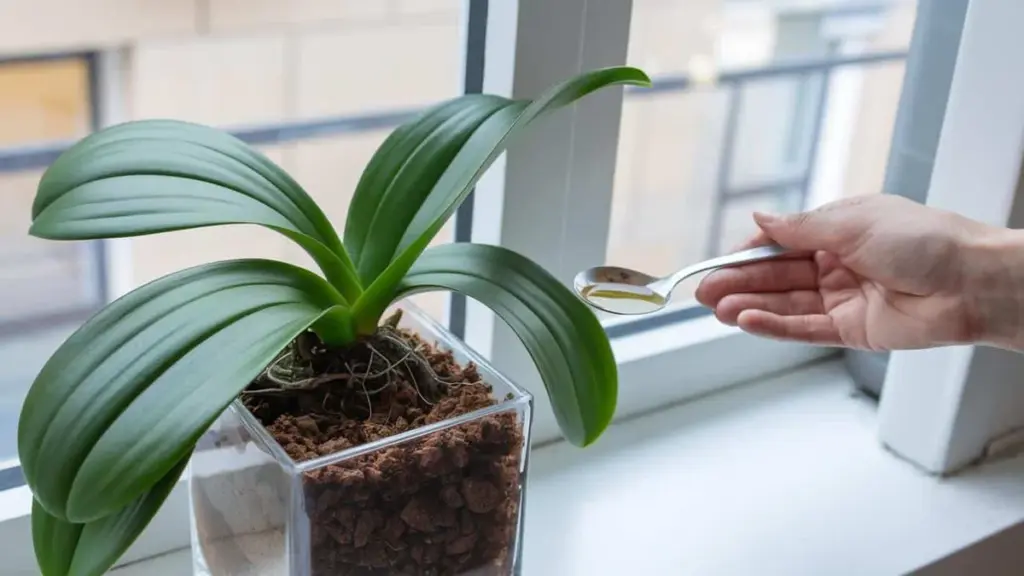 Verblühte Orchidee? Diese überraschende Zutat aus Ihrer Küche lässt sie neu erblühen